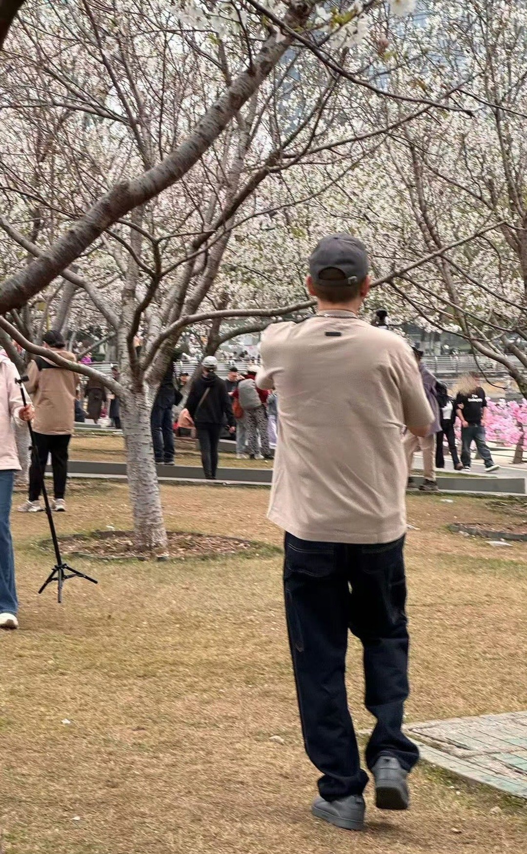 陶喆180度樱花自拍 看到陶喆旋转180度找角度，我笑了。这不就是每次旅游时的自