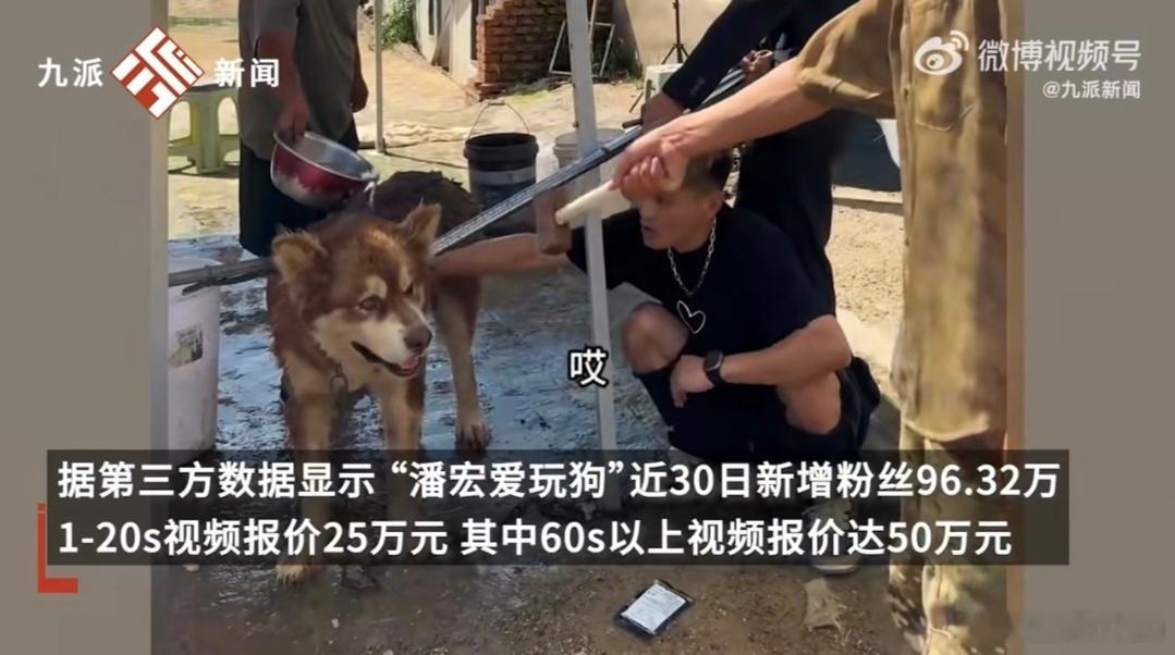 训犬师谈网红狗艾特洗澡死亡 潘宏事件暴露出了当前网络环境中某些不良现象的存在，同