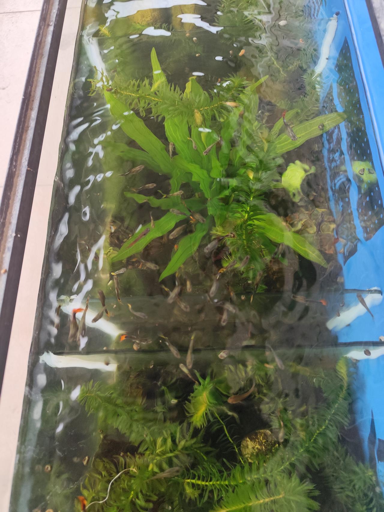 自己在鱼缸中饲养的孔雀鱼，正常情况下能够存活2 - 3年。然而，许多鱼友所养的孔