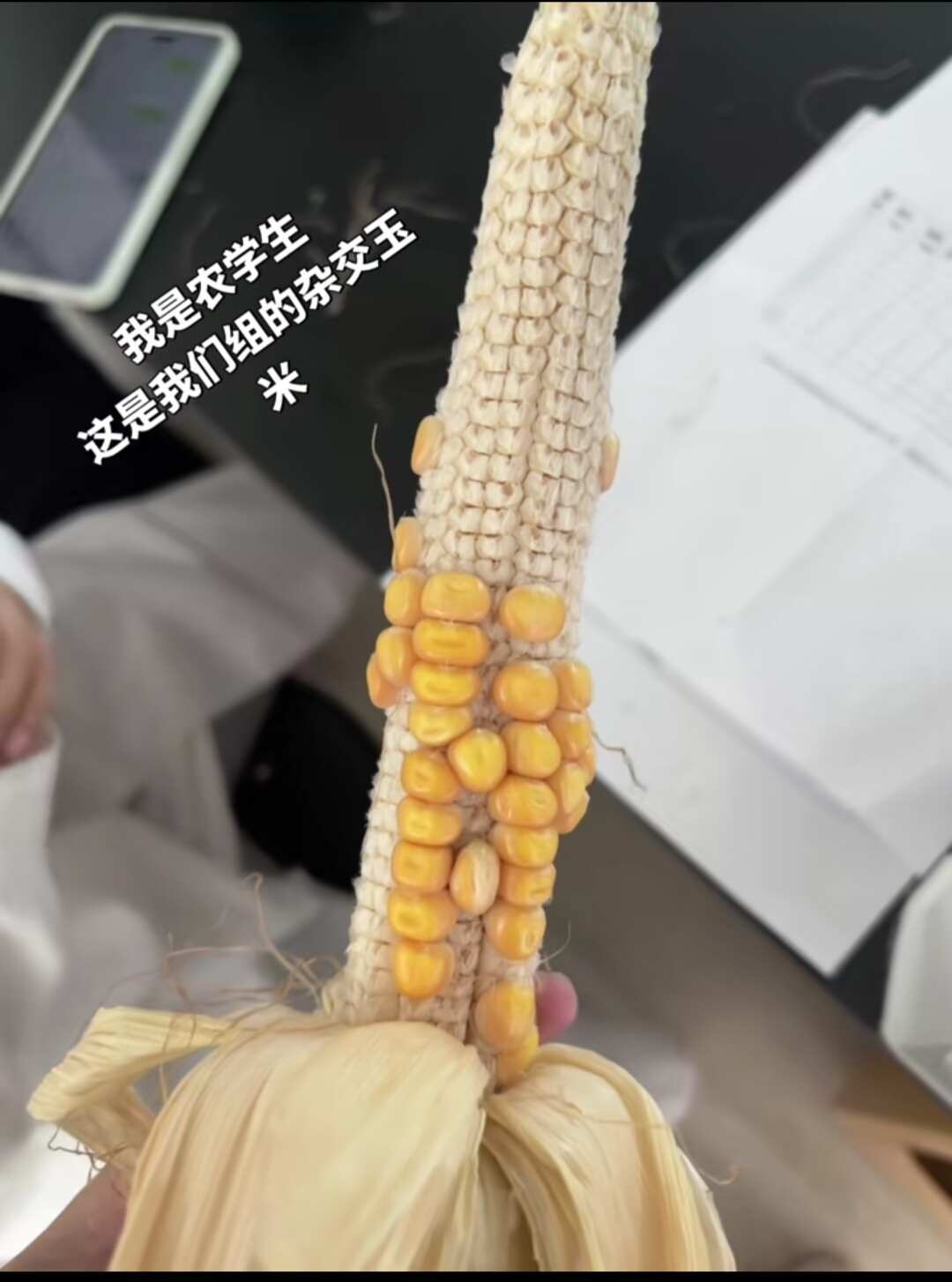 差点培育出了无籽玉米 谁家玉米粒掉这了哈哈哈哈 