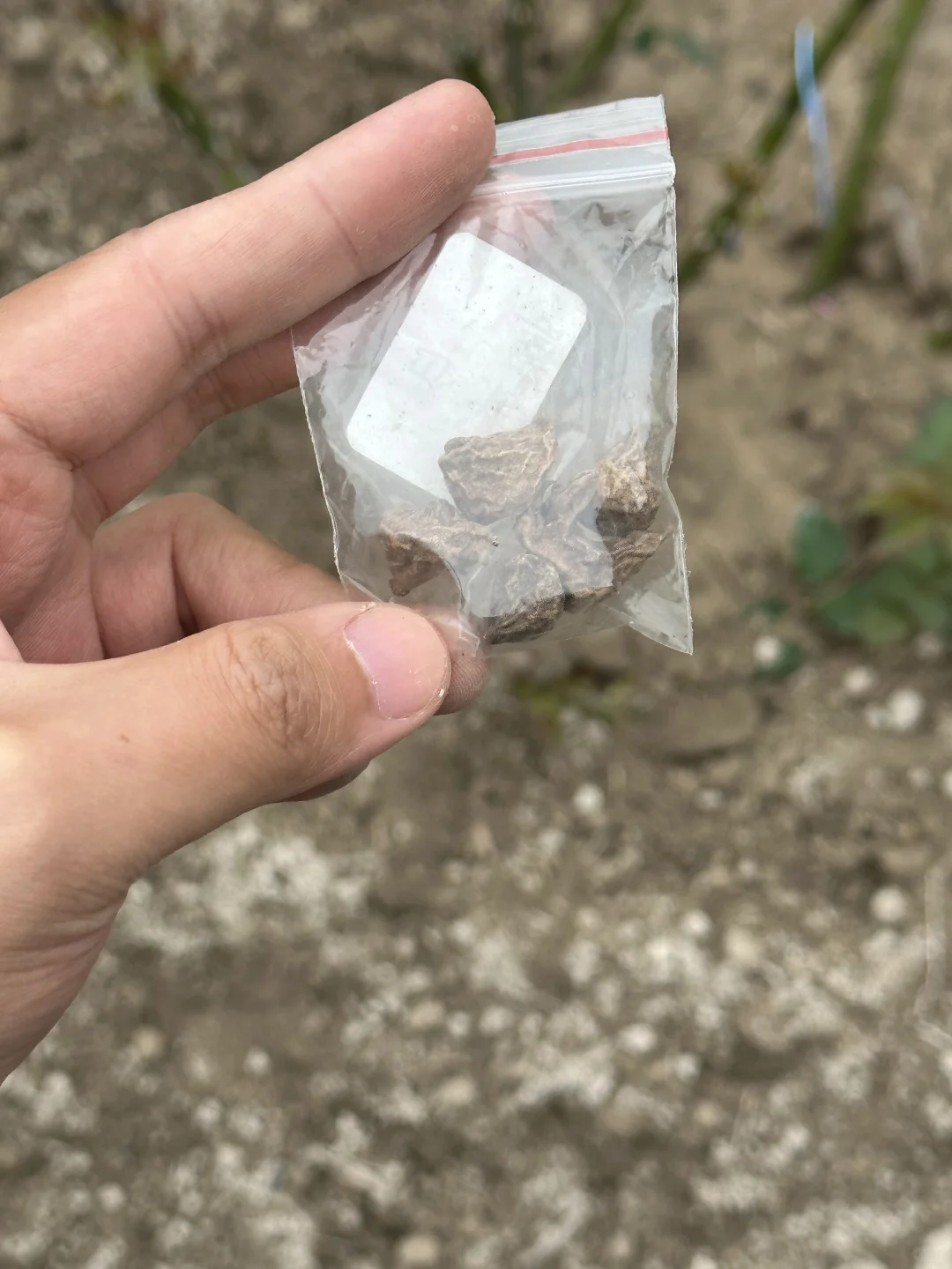 不会就我懒得催芽吧