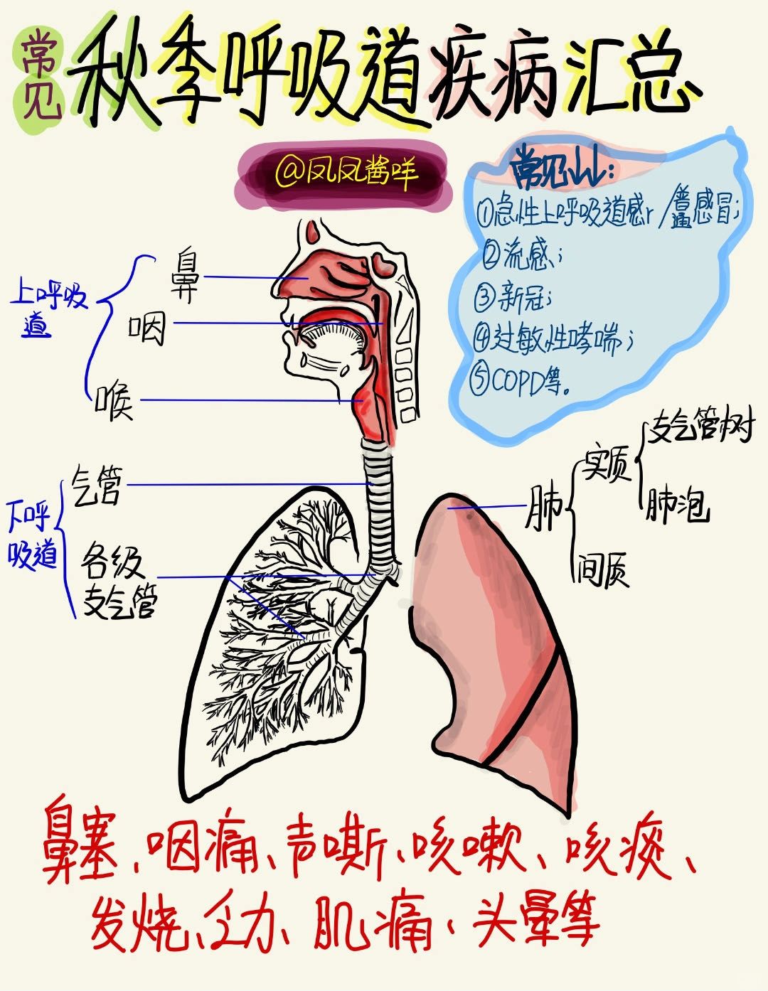 🔔 手绘笔记 | 秋季常见呼吸道问题总结