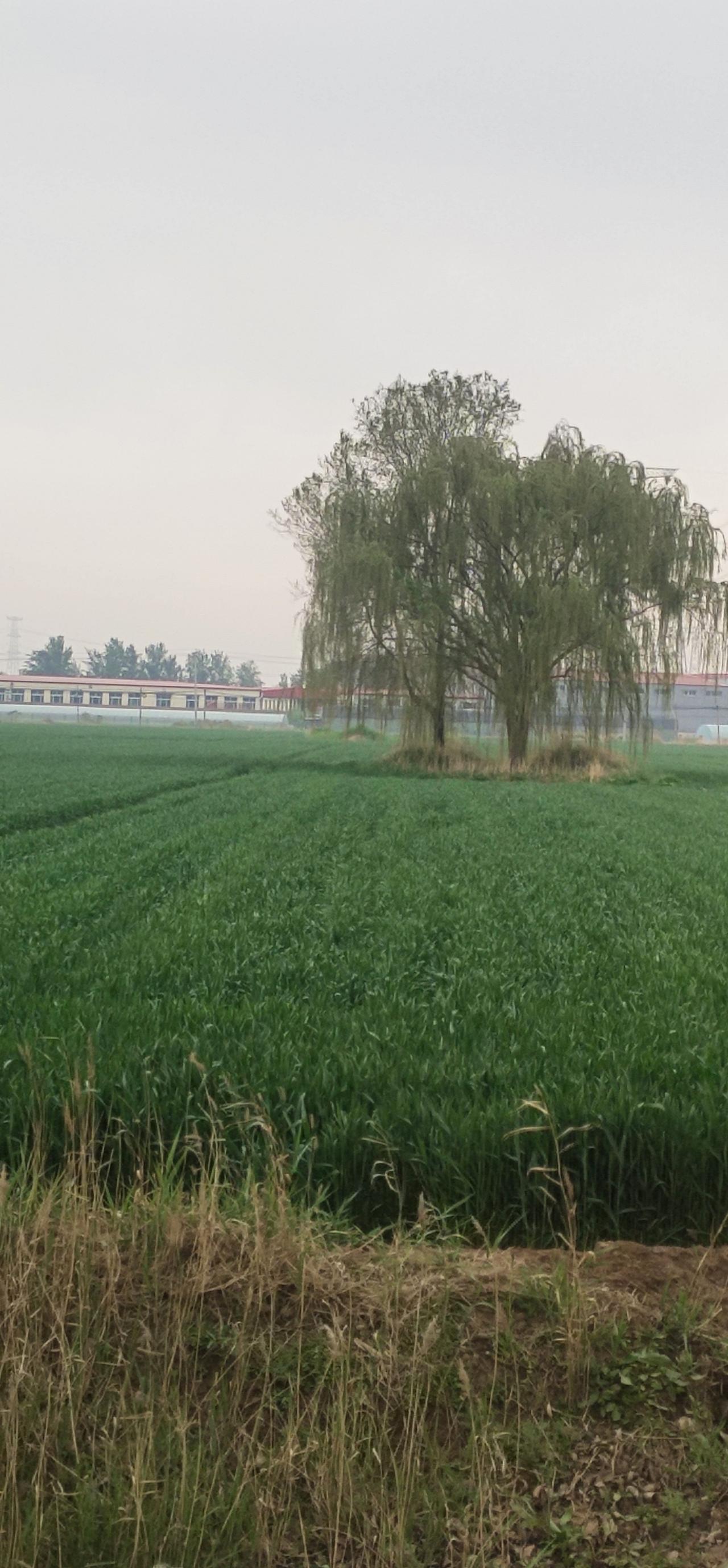 |在有几天就是立夏节气了。″立夏麦呲牙"形容立夏时节小麦麦穗开始冒尖，裂开麦芒，