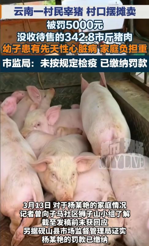 云南文山，一女子因为家里有人患病，经济条件不好，就购买了一头毛猪后在家中屠宰，拉