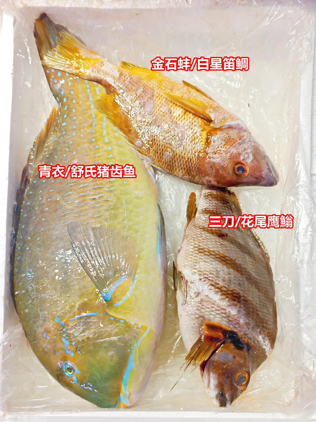 开渔了，三大名鱼清存：青衣、三刀、金石蚌

你喜欢哪种？

1、青衣/舒氏猪齿鱼