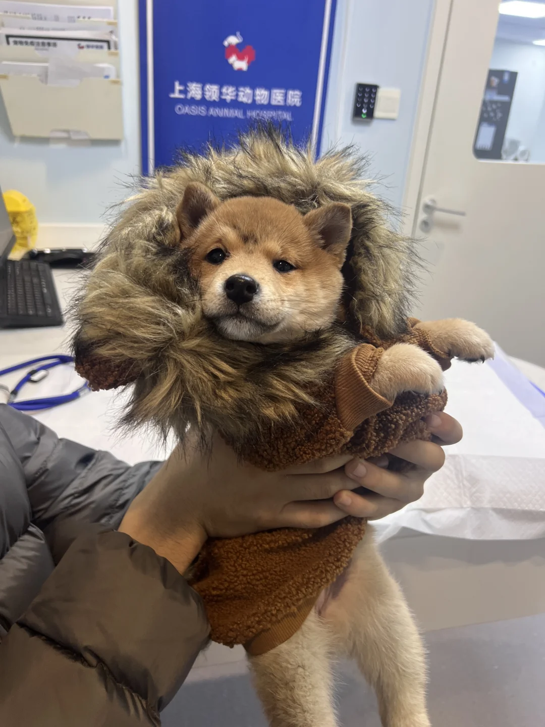 缘分遇到新小狗带来医院瞧瞧