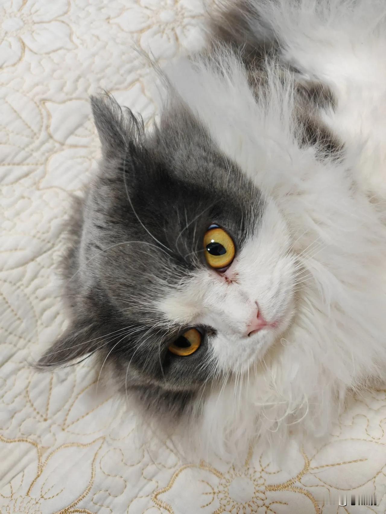 我的2024年度照片暖暖冬日，猫猫惬意。目似铜给，眼波似水。