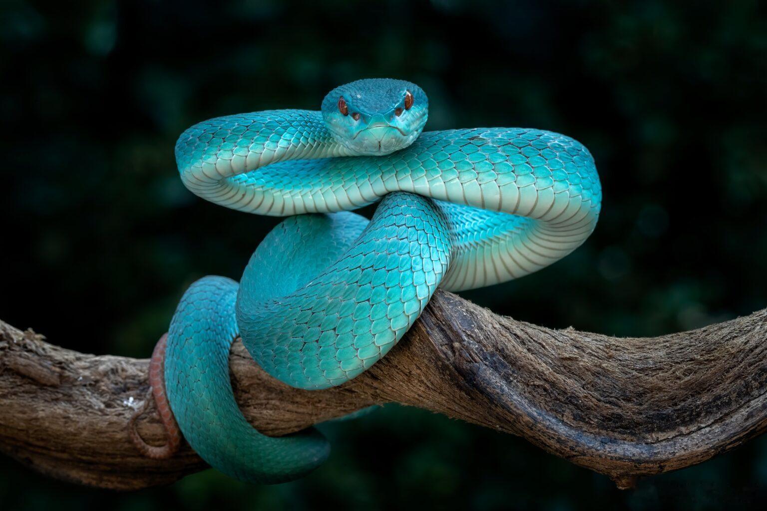宛若活体蓝宝石的印尼海岛竹叶青🐍罕见蓝色基因色型，栖息于印尼爪哇东部、小巽他群