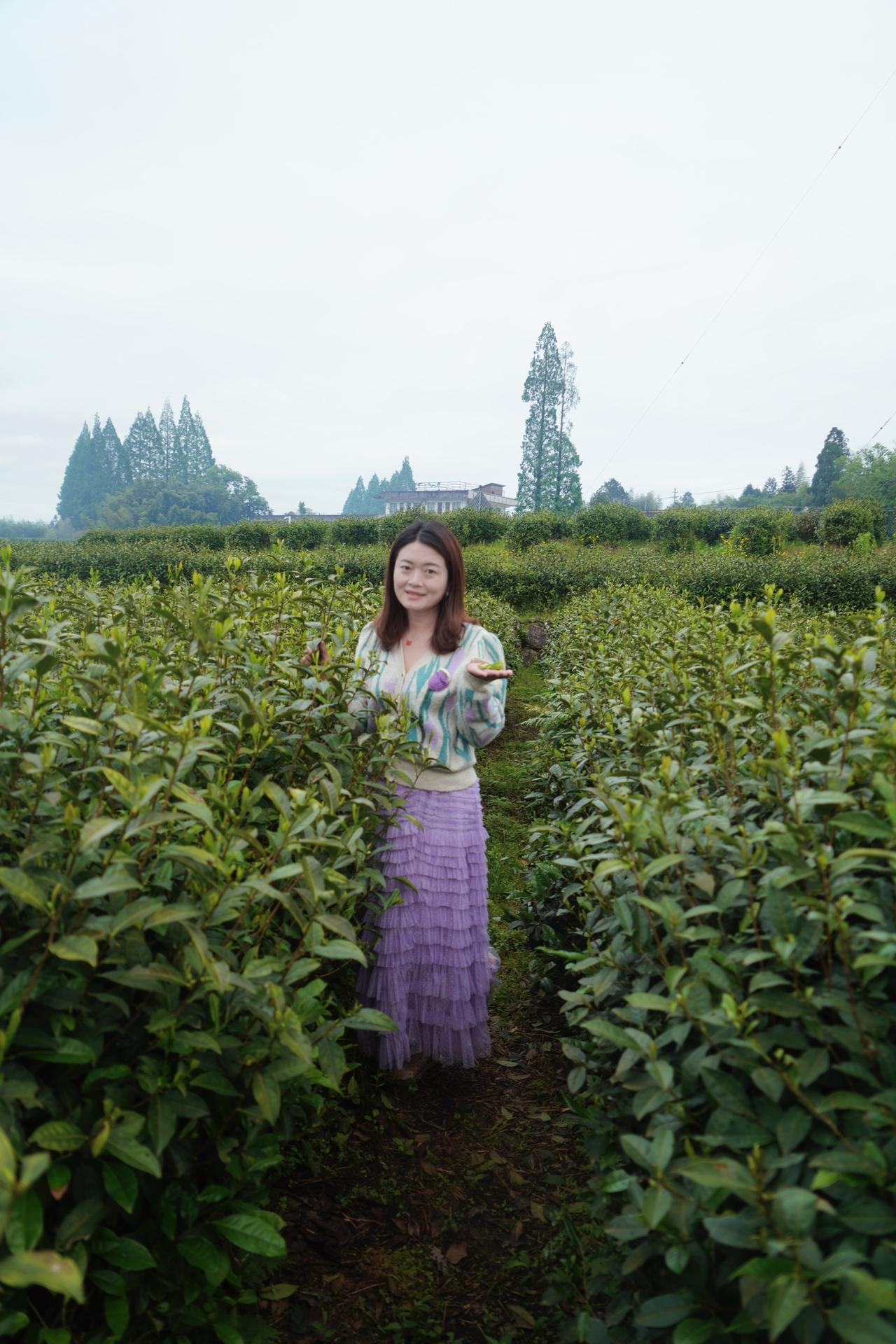 春日泰顺，茶山满目生机。
在中国茶叶之乡，被茶香包裹的时刻，
连呼吸都变得轻盈。