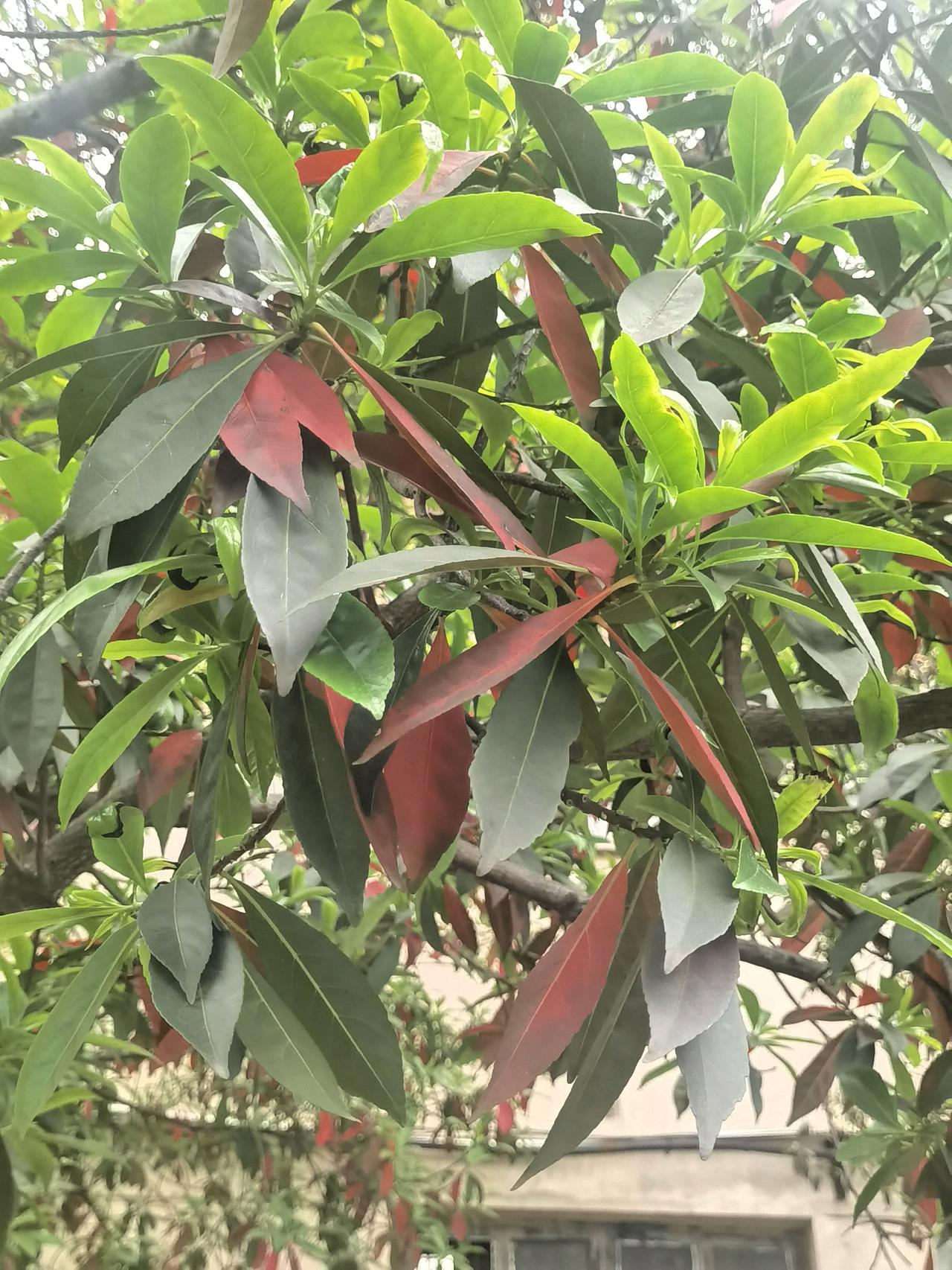 晒图笔记大赛四月春天，一棵大树有两种不一样红绿的树叶，地面落叶都是一片红色的树叶