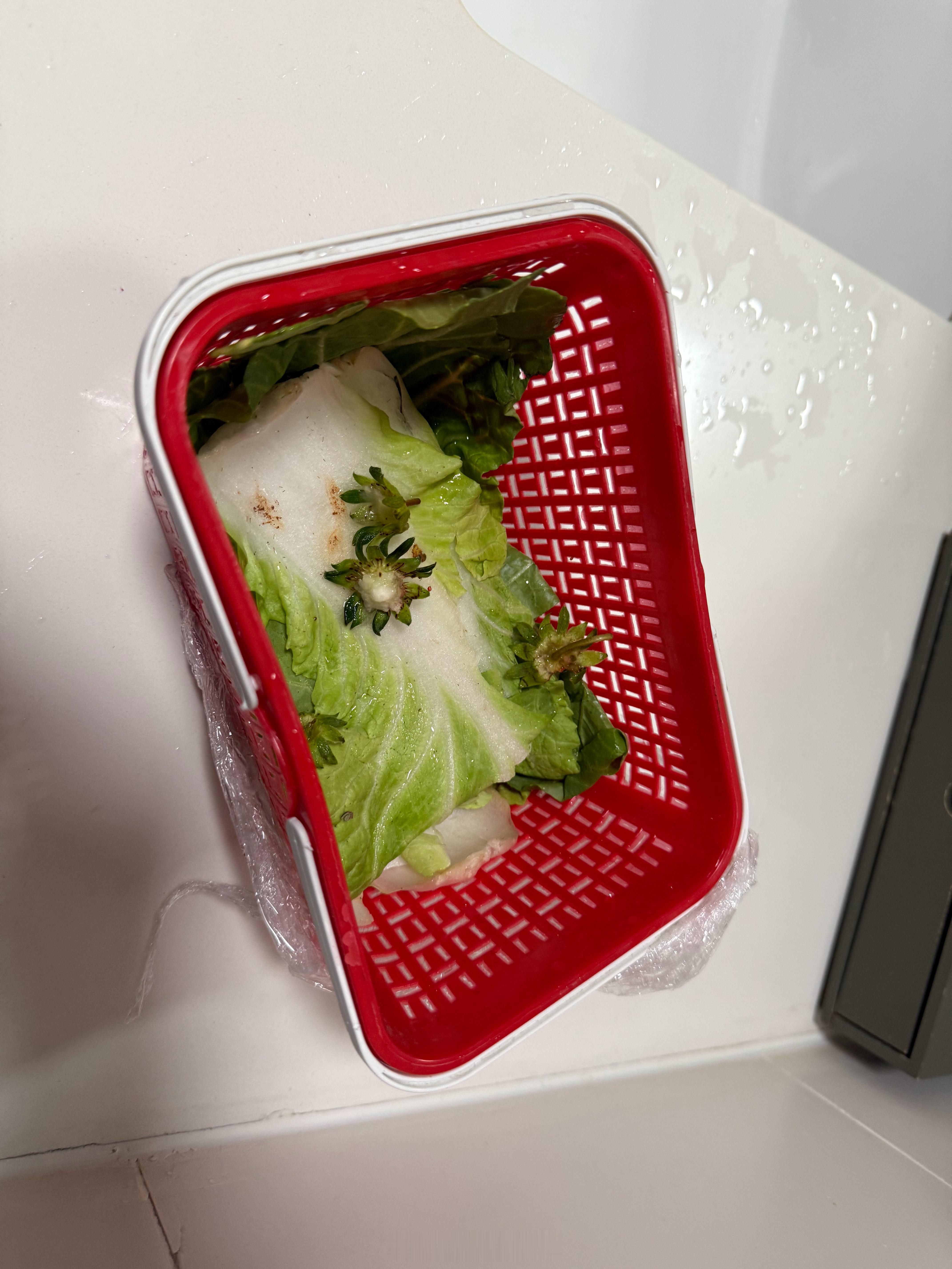 在昆明买到垫白菜叶子的草莓在丽江遇到卫生条件差但不退款让我们直接报警、群里直接骂