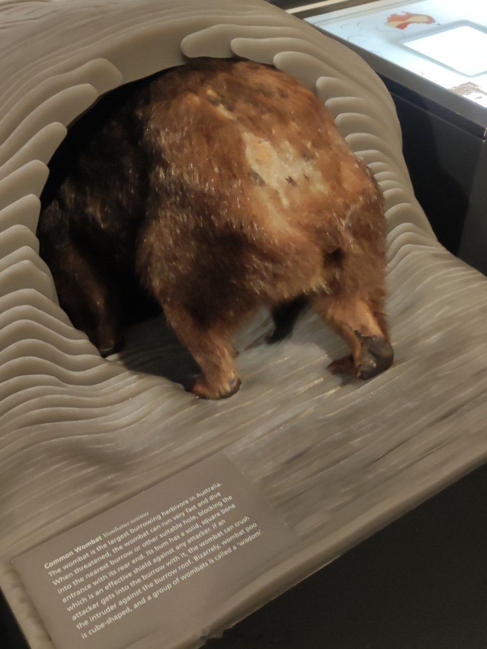 今天在澳大利亚博物馆 Australian Museum 的澳大利亚本土动物部分