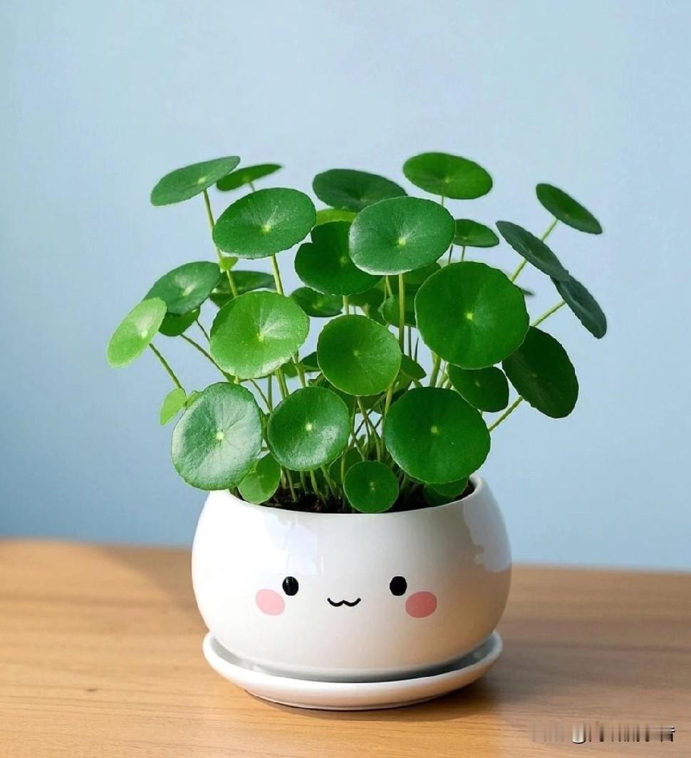 《我家的“铜钱草小可爱”》
 
你看我家这盆铜钱草，长得多精神！圆滚滚的叶子跟小