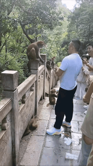 今天看到这一幕，这位游客被猴子抓伤，大家给评评理：是游客的责任？还是猴子的责任？
