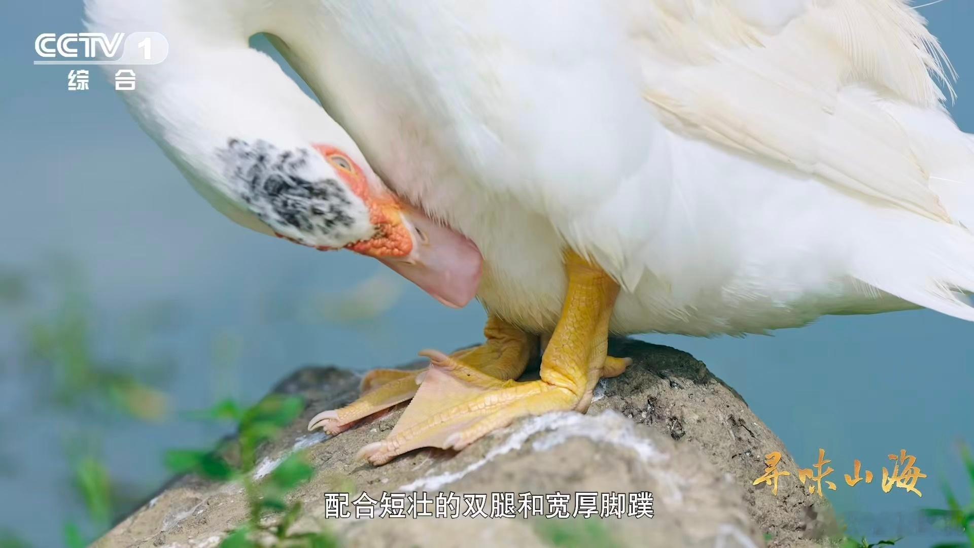 湖北有种会飞的牛肉家禽界也有四不像 湖北的神仙食材非阳新屯鸟莫属！仙岛湖孕育的它