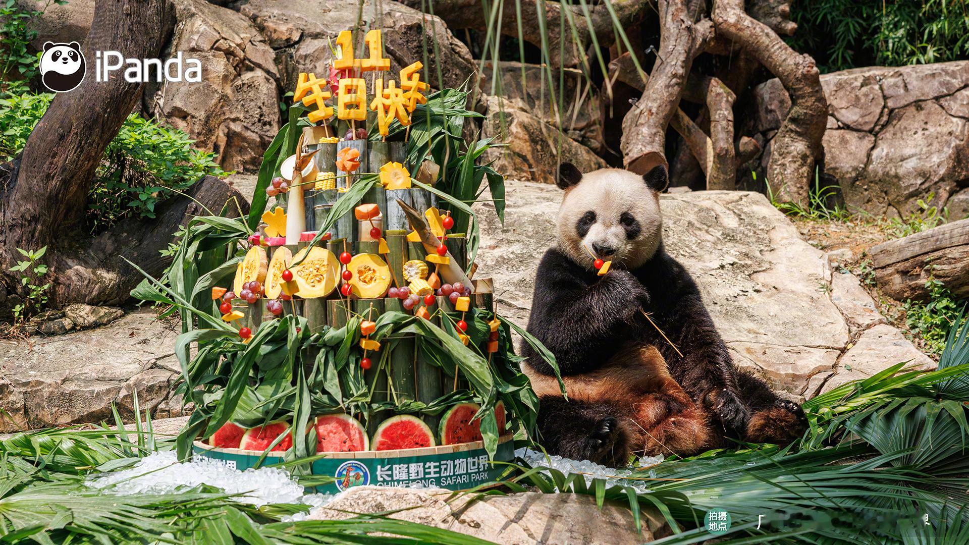 【大熊猫三胞胎萌帅酷11岁生日快乐🎂[爱慕]】生日靓照get，每熊一个超大蛋糕
