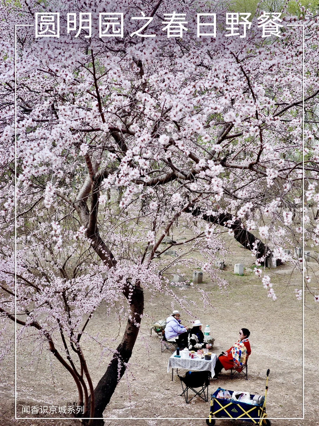 赏花也要慢下来！圆明园花树之下野餐与手冲