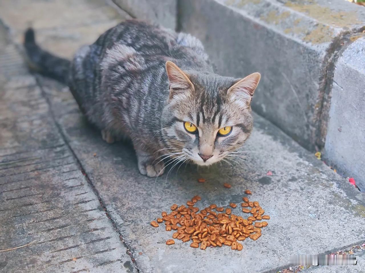 让流浪的狸花猫也过个小年

午后，身拨披温暖的阳光在外散步，习惯性地装了点猫粮在