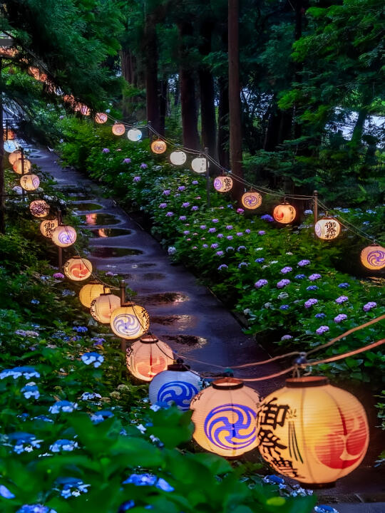 5月26号开始｜日本紫阳花限定景色就上线啦！