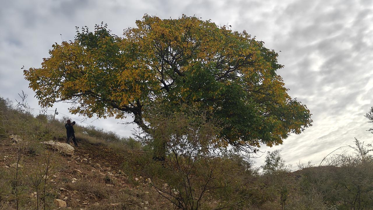 楷书能培养书写者的耐心和专注力，提升个人素养