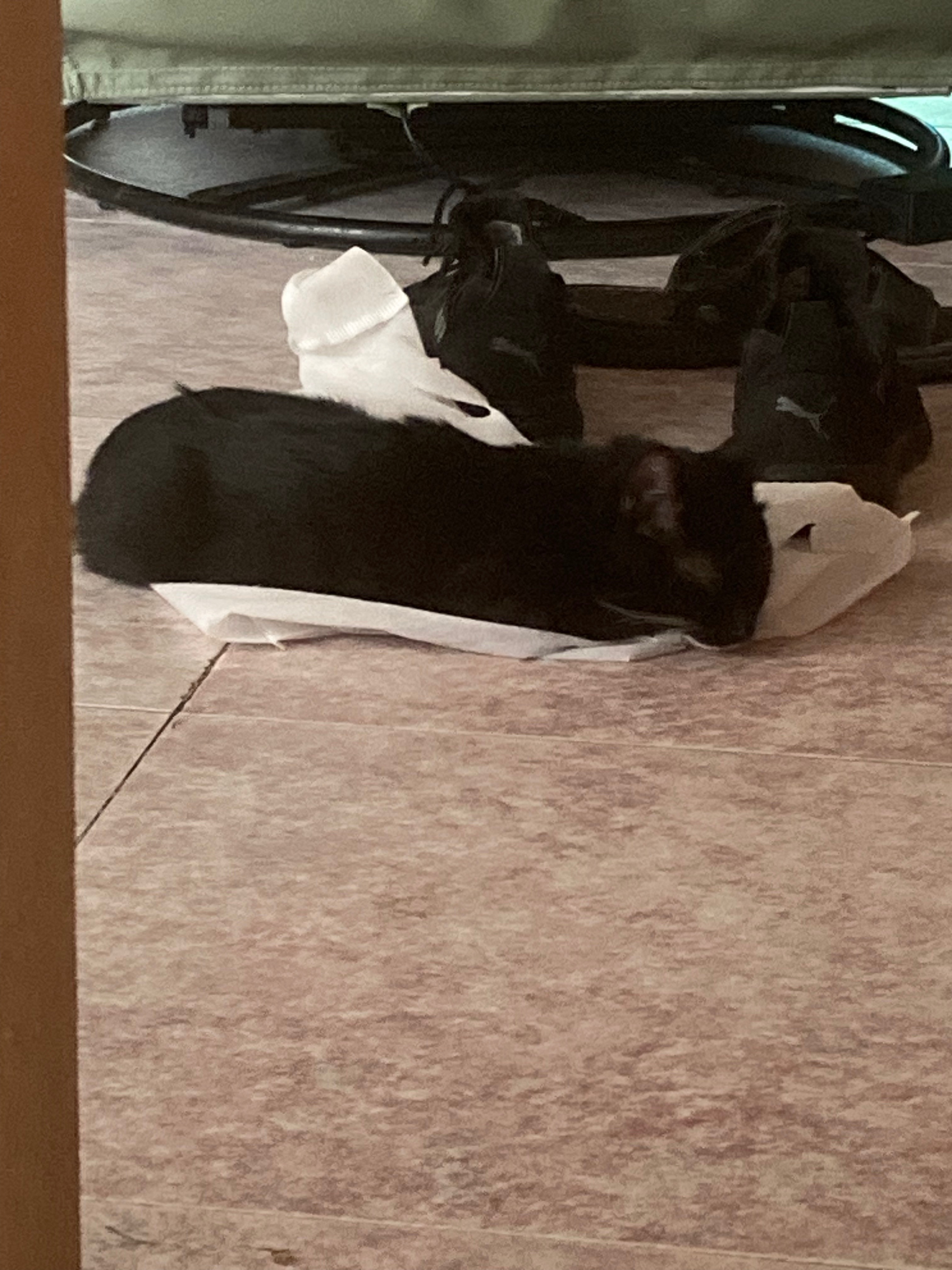 俺家猫猫日常在我蹲坑的时候守在外面……但因为我玩了太久手机，猫猫蹲在外面睡着了萌