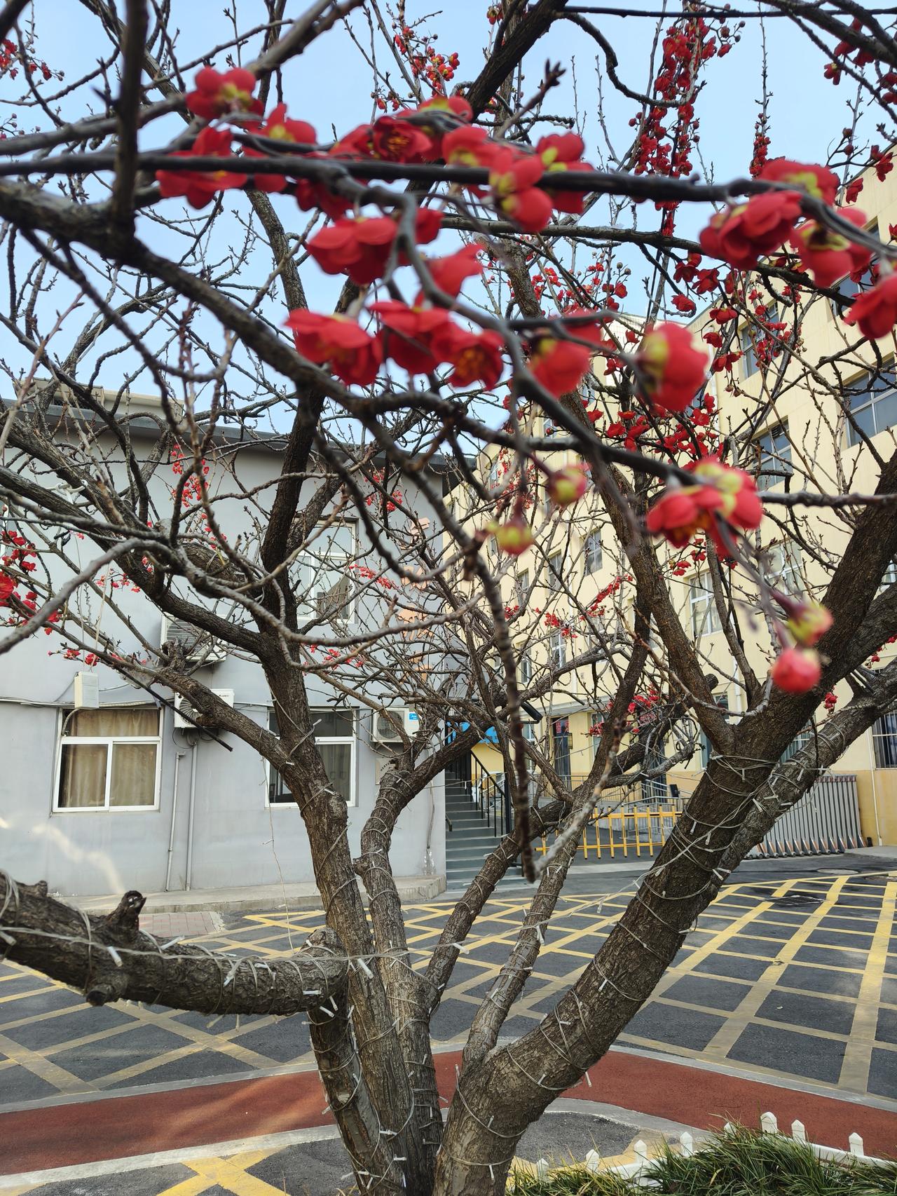 花开迎春，新岁启章
        寒风尚未散尽，枝头已先报春信。梅花凌寒独绽，