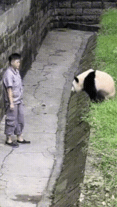 渝可敢扑，李寒奶妈敢接！什么叫双向奔赴？李奶妈和大可子给出了完美答案。
我想弱弱