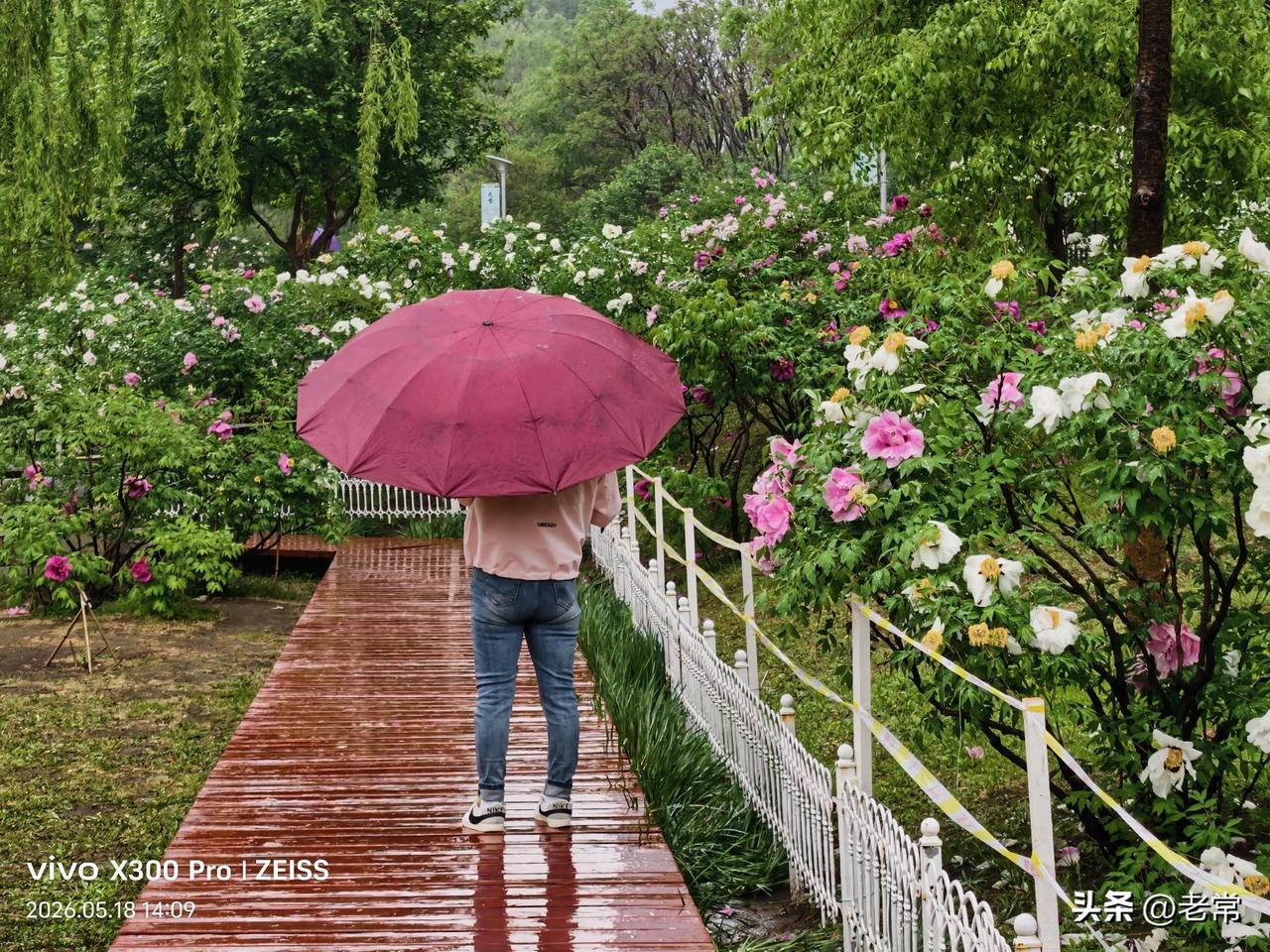 【原创\图文】

雨中牡丹花，花开富贵，国色天香，雍容不改，清雅绝伦。
分享一张