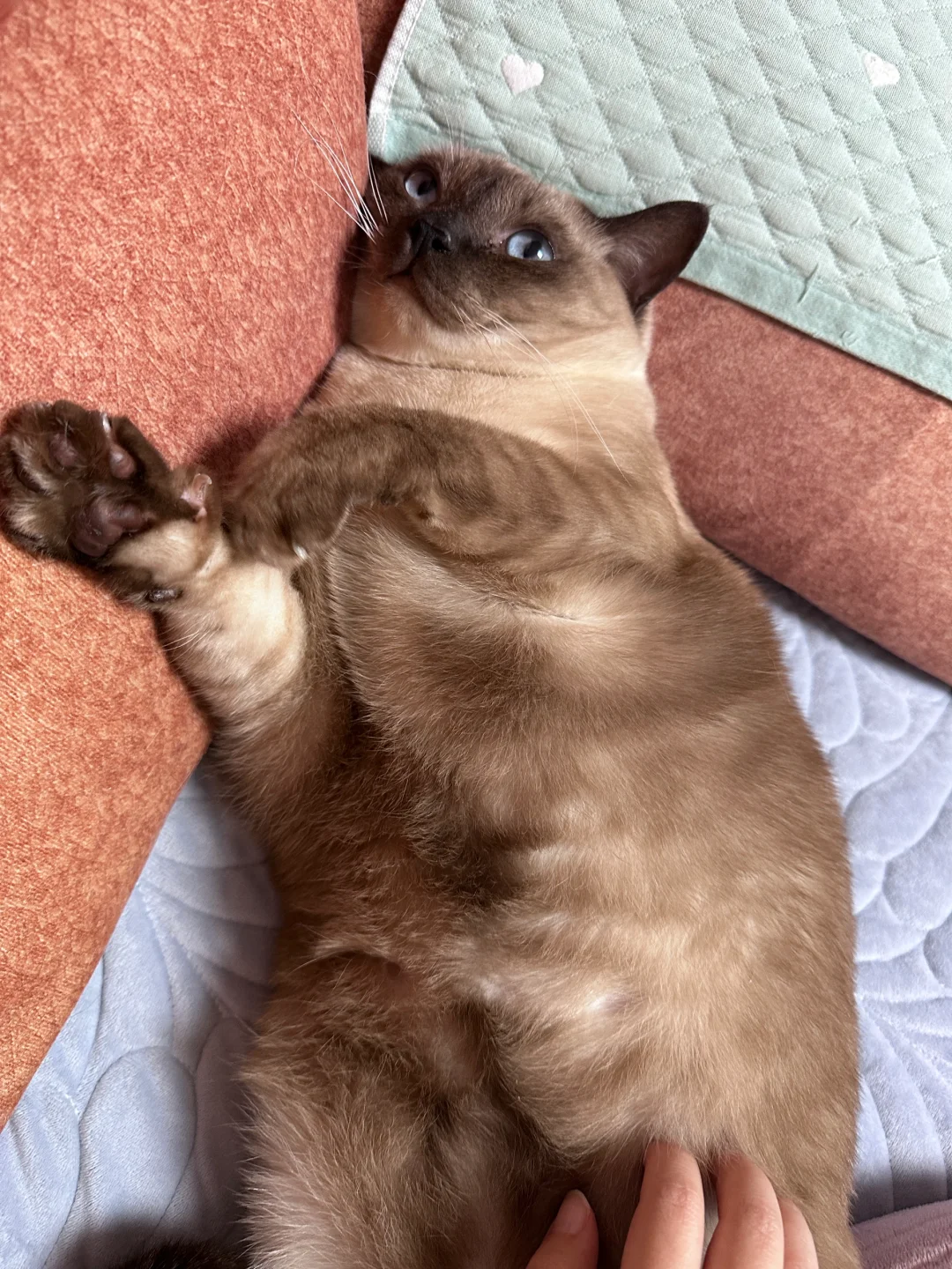 超绝撒娇小猪🥺