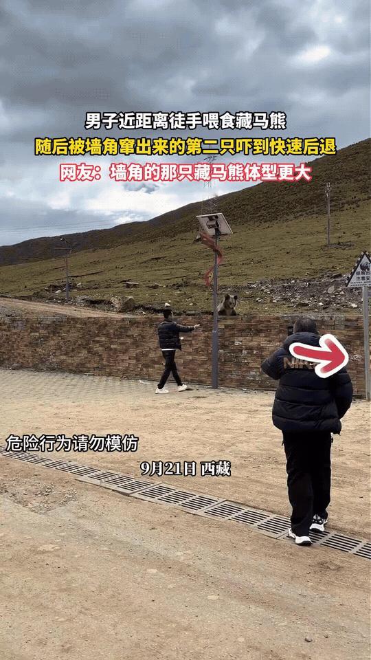 西藏，一名男子正近距离徒手投喂藏马熊。
他站在围墙边，伸手和墙内的藏马熊互动，看