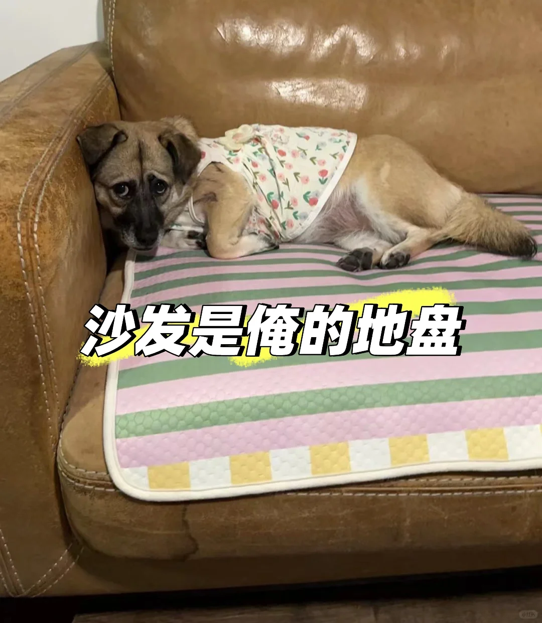 家庭地位一目了然