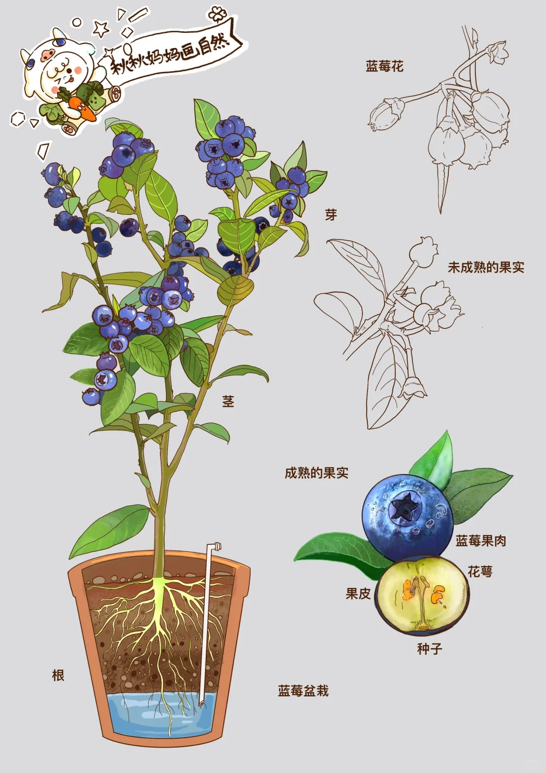 蓝莓｜天然花青素，宝宝吃一些增加抵抗力