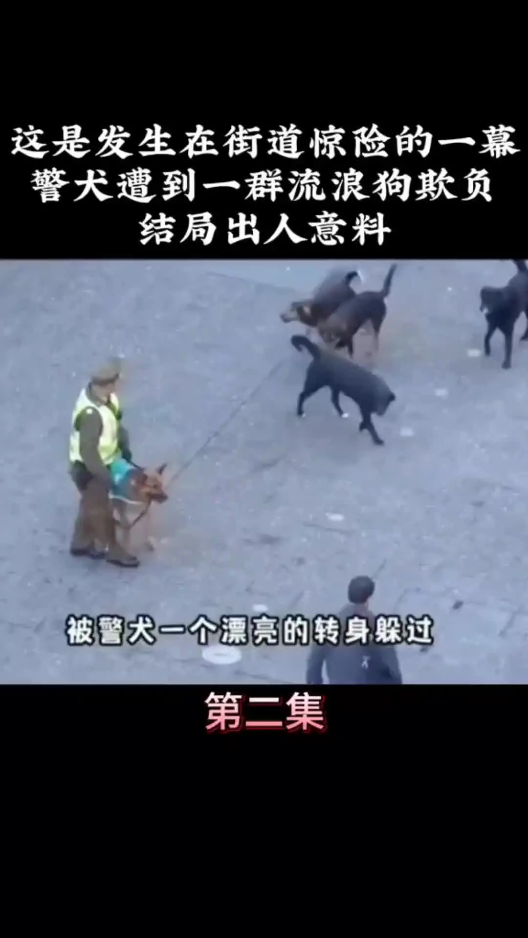 我的观影报告 动物的迷惑行为