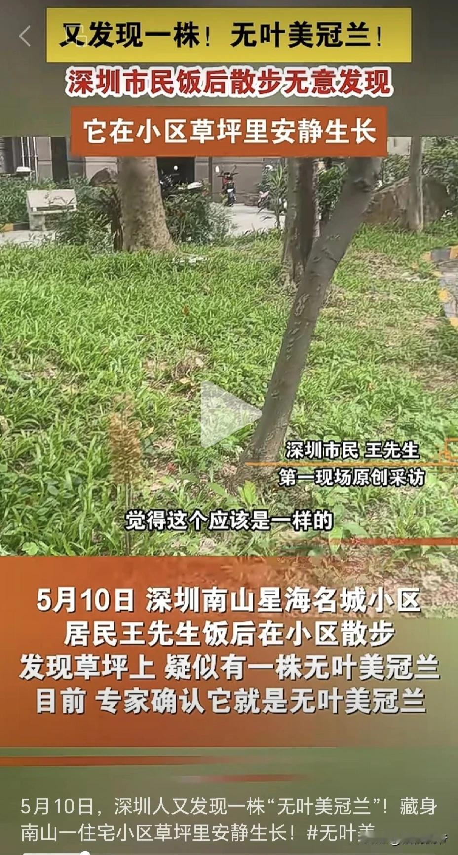 深圳南山区星海名城，我家隔壁小区发现了珍稀植物无叶美冠兰，邻居们乐开怀，纷纷前去