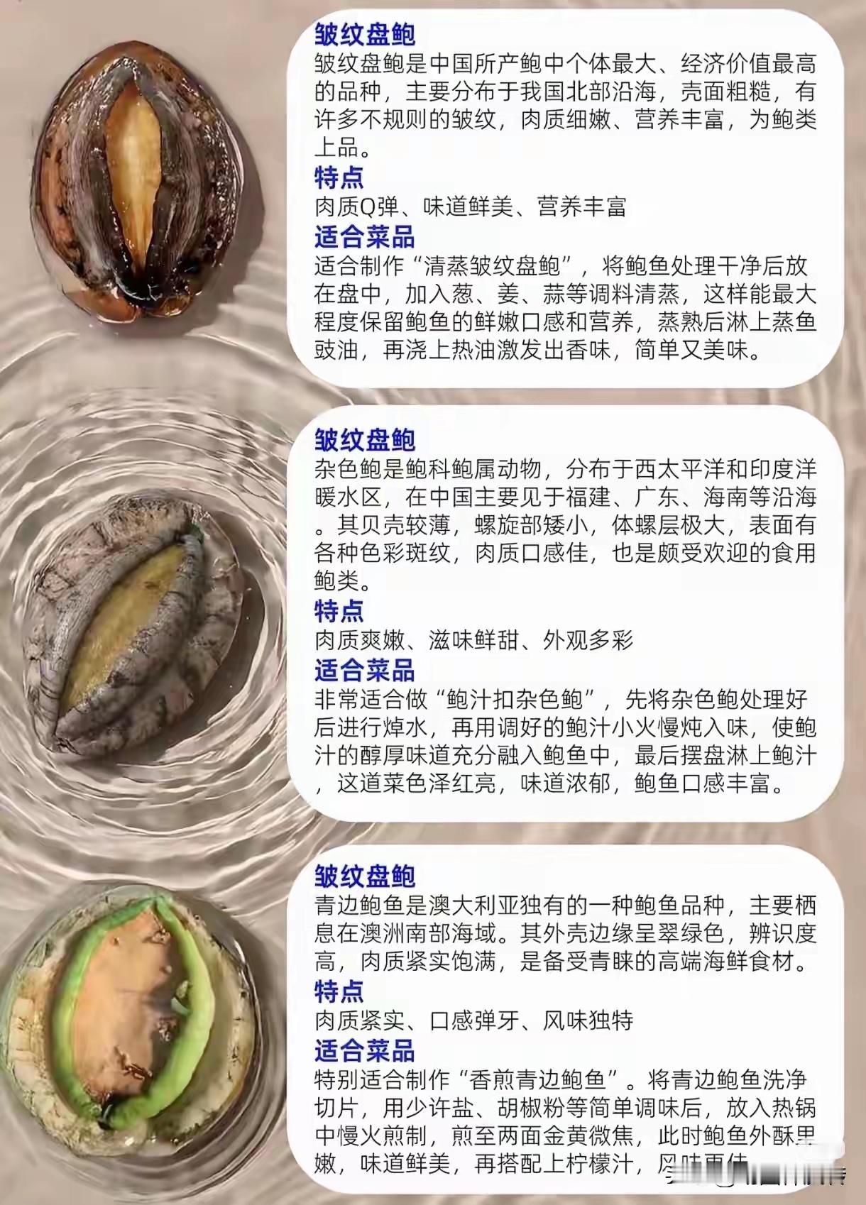 鲍鱼介绍 