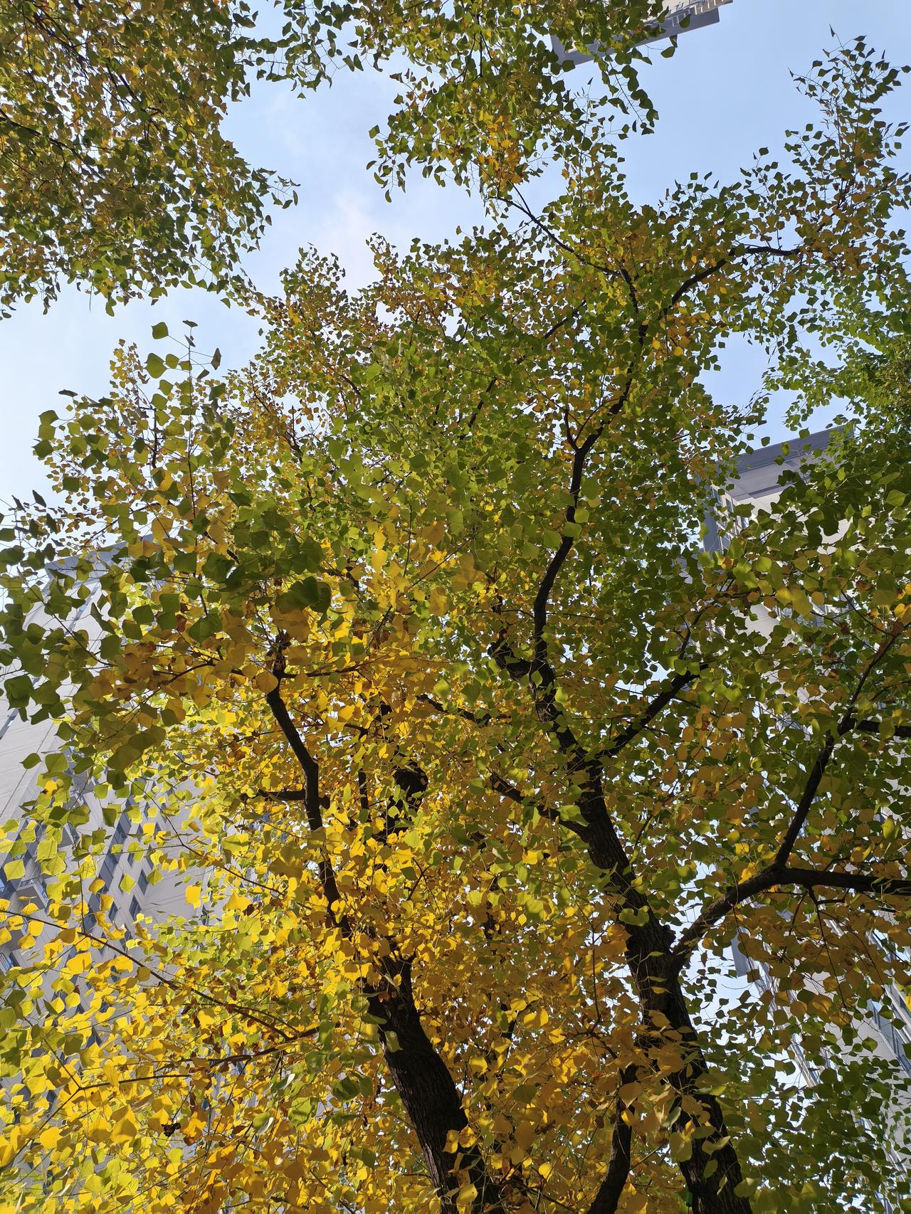 秋天的色彩是绚烂的。可以分享一张秋景树叶的照片吗 
      银杏秋景照片 树