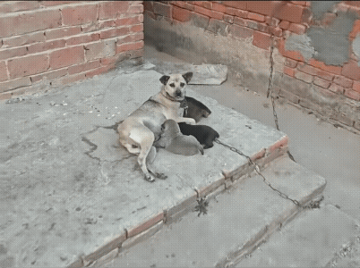 看到主人后，它很主动。看来，它是懂得人情事故的。
它给主人规格，是最高的了。主人