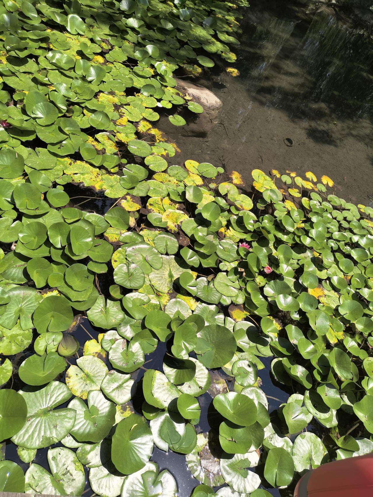 分享手机随拍睡莲北方可观莲，莲叶何田田。近日，武清文化公园的睡莲开了，白天开，傍