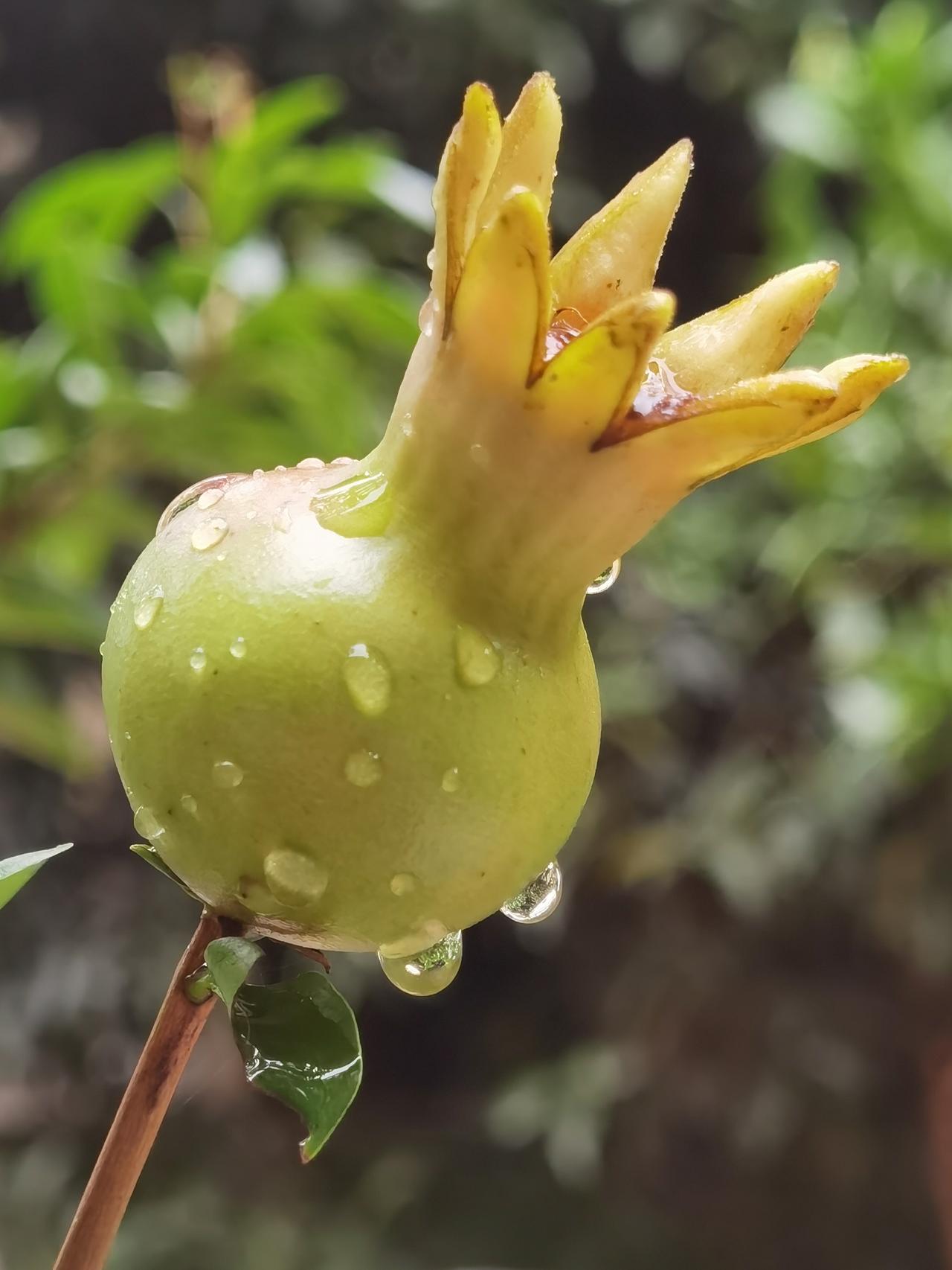 雨后的石榴