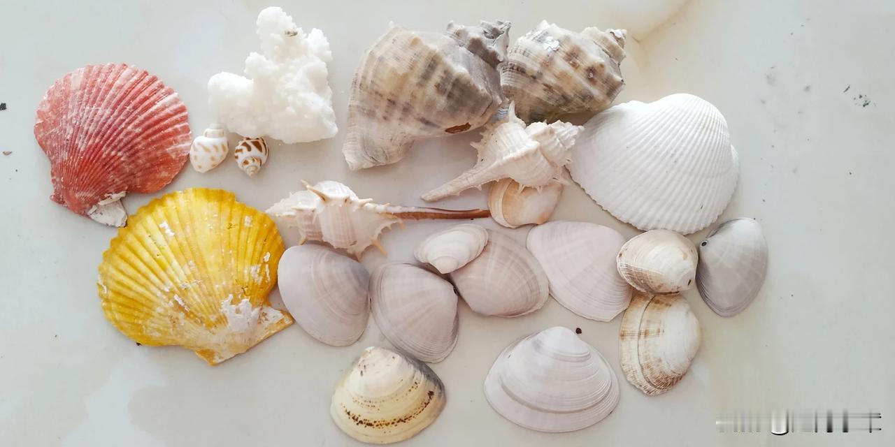 风铃和贝壳都已经打包好了！大家不要着急哈！很快就送到啦！[耶][耶][耶][耶]