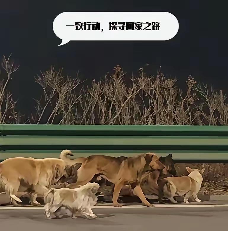 真解气！偷狗贼翻车重伤，7只毛孩子却用团结创造了奇迹。

被关进铁笼掳走，谁都以