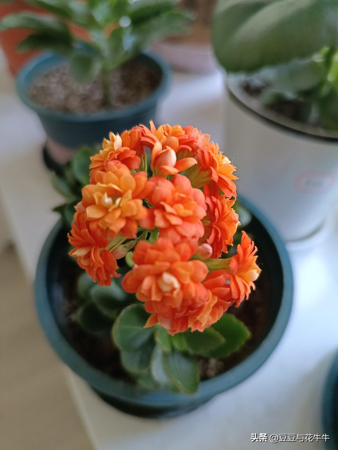 又到了长寿花黑腐的季节，新品种的长寿花相比凤尾长寿花要难养的多。要想养好新品种的