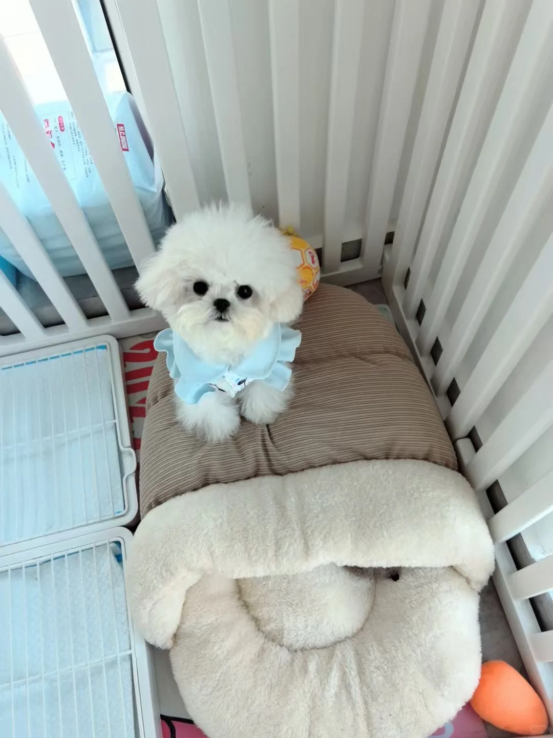 韩系小体比熊｜KK女儿（新家秀）🏠