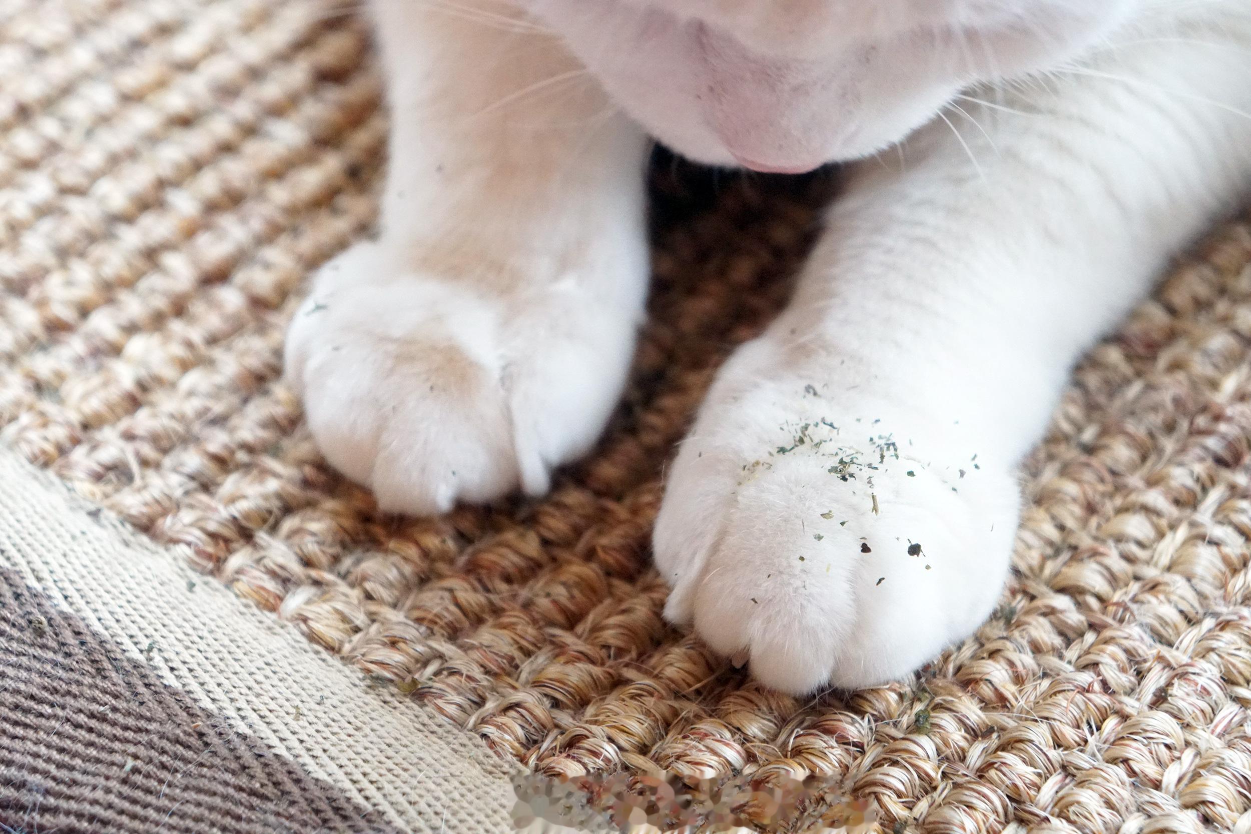 今天吃白醬手收義大利麵，灑上一點貓薄荷，添加香氣。 ​​​