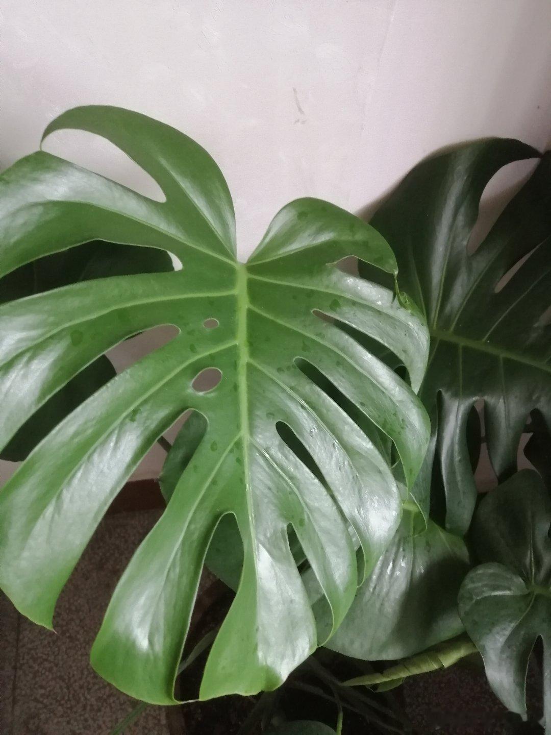 生活手记记录 第一片开背开洞的叶子🍀 