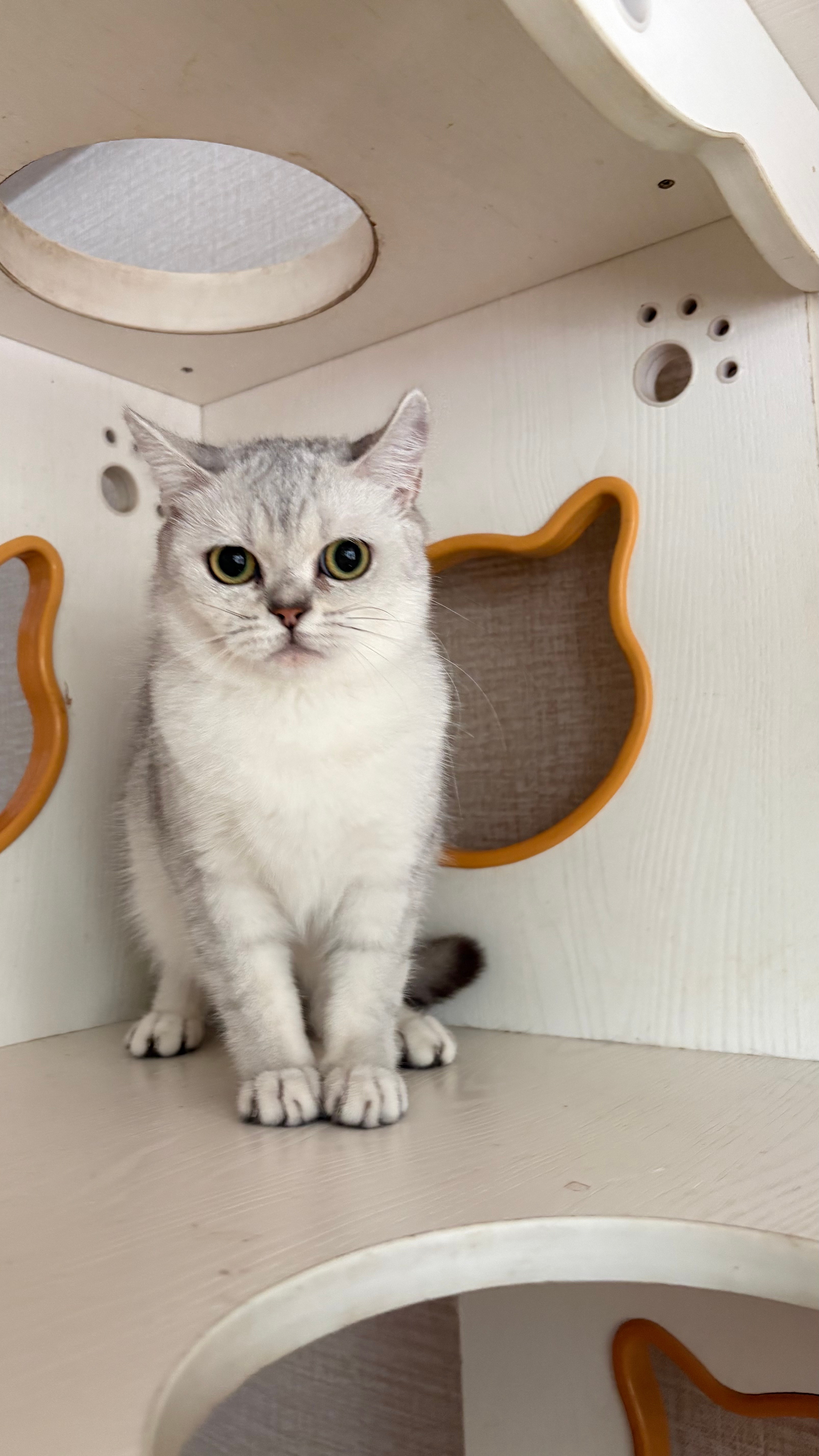 玉娇真好看，牌子猫，有朋友想养吗？微信，14775905716猫深圳领养