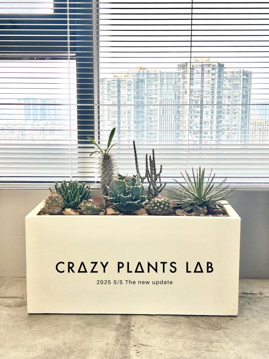 2025完成了眼馋已久的小众沙生植物拼拼乐