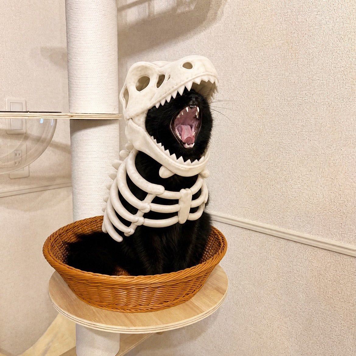 它是一只恐龙🦖🐈⬛ 