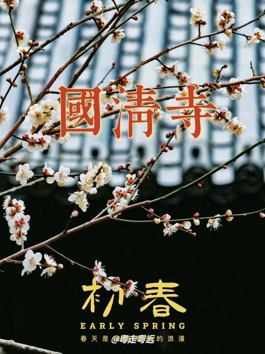 浙江台州国清寺 千年隋梅绽放 遇见诗意春天