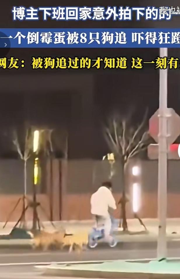 博主下班路上拍下惊险一幕！合肥夜晚街头，一位小哥骑着单车，身后浩浩荡荡8只狗一路